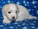 sparky3 coton de tulear puppy for sale w4