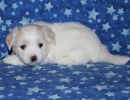 sparky3 coton de tulear puppy for sale w5