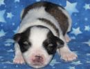 sparrow1 coton de tulear puppy for sale w1