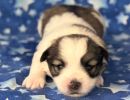 sparrow1 coton de tulear puppy for sale w2