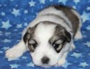 sparrow1 coton de tulear puppy for sale w3
