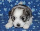 sparrow1 coton de tulear puppy for sale w4