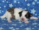 sparrow2 coton de tulear puppy for sale w1