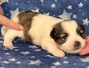 sparrow2 coton de tulear puppy for sale w2