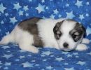 sparrow2 coton de tulear puppy for sale w3