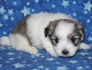 sparrow2 coton de tulear puppy for sale w4
