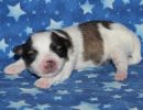 sparrow3 coton de tulear puppy for sale w1