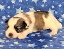 sparrow3 coton de tulear puppy for sale w2