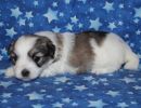 sparrow3 coton de tulear puppy for sale w3