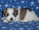 sparrow3 coton de tulear puppy for sale w4