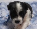 stetson1coton de tulear puppy for sale w4