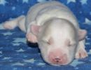 sully1 coton de tulear puppy for sale w1