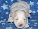 sully1 coton de tulear puppy for sale w2