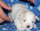 sully1 coton de tulear puppy for sale w3