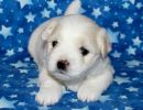 sully1 coton de tulear puppy for sale w4