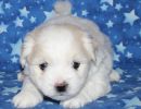 sully1 coton de tulear puppy for sale w5
