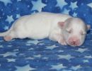 sully2 coton de tulear puppy for sale w1