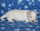 sully2 coton de tulear puppy for sale w2