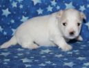 sully2 coton de tulear puppy for sale w3