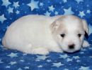 sully2 coton de tulear puppy for sale w4