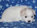 sully2 coton de tulear puppy for sale w5