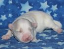 sully3 coton de tulear puppy for sale w1