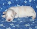 sully3 coton de tulear puppy for sale w2