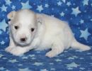 sully3 coton de tulear puppy for sale w3