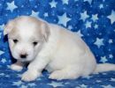 sully3 coton de tulear puppy for sale w4