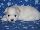 sully3 coton de tulear puppy for sale w5